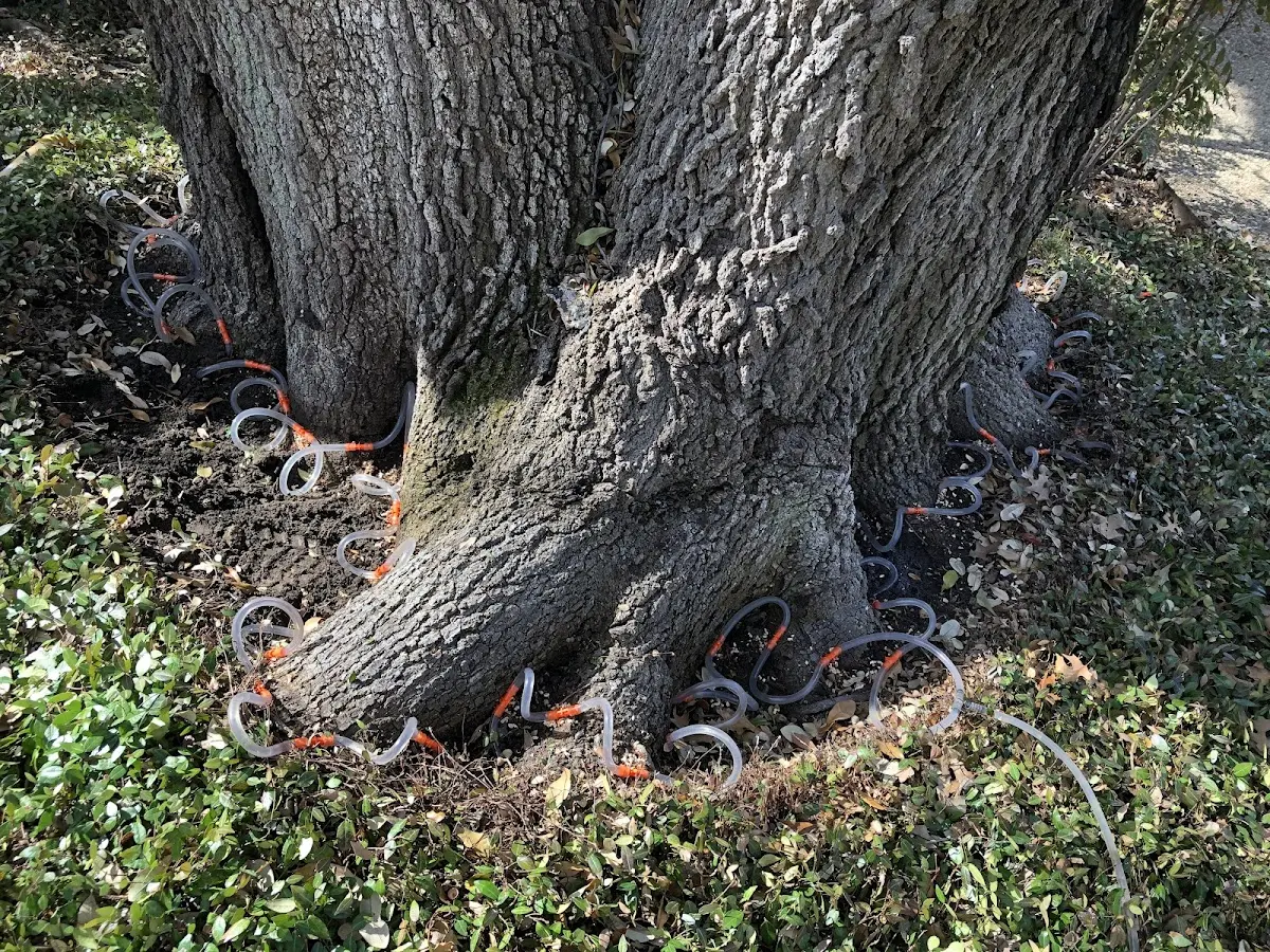 Detailed Tree Cabling and Bracing job site in Big Sandy
