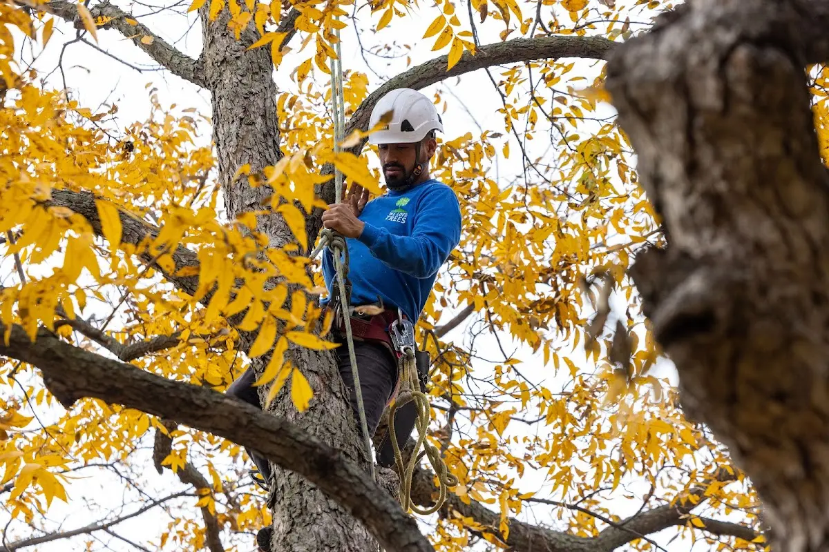 Skilled Tree Pruning crew working in Big Sandy