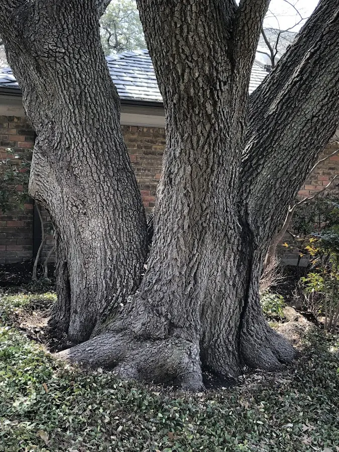 Mature heritage tree close to a Big Sandy property cared for by certified arborists